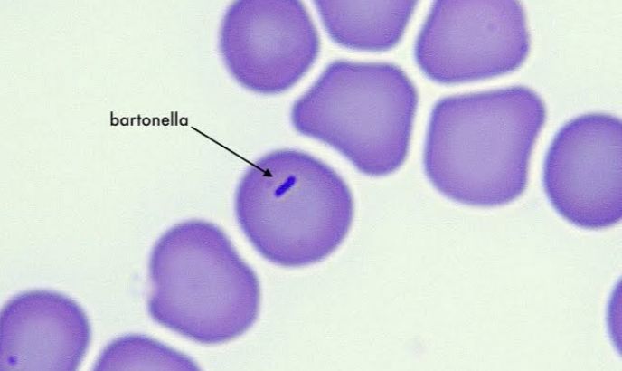 Bartonella osservata in campo chiaro