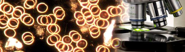 Eritrociti in campo oscuro accanto all’obiettivo del microscopio