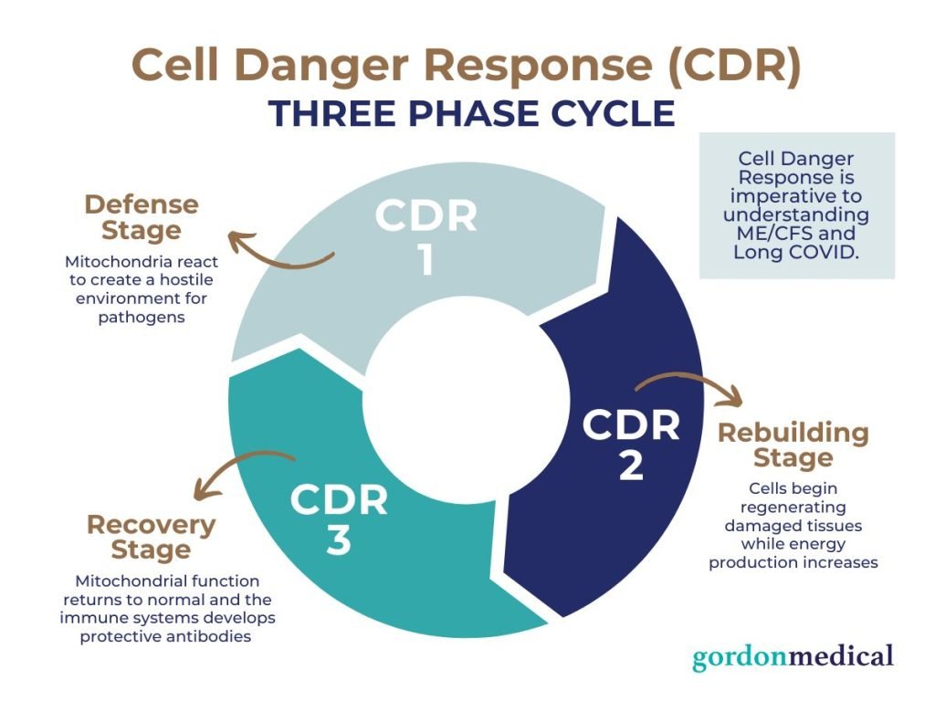 Schema circolare delle tre fasi del Cell Danger Response: Defense Stage, Rebuilding Stage e Recovery Stage