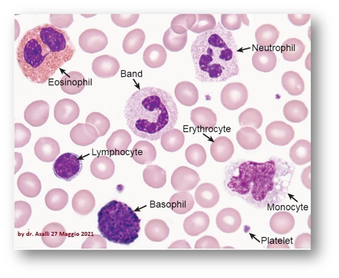 Tavola delle cellule del sangue: neutrofilo, eosinofilo, basofilo, linfocita, monocita, eritrocita e piastrine