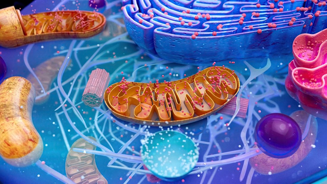 Mitocondri e reticolo endoplasmatico all’interno di una cellula, in una ricostruzione tridimensionale