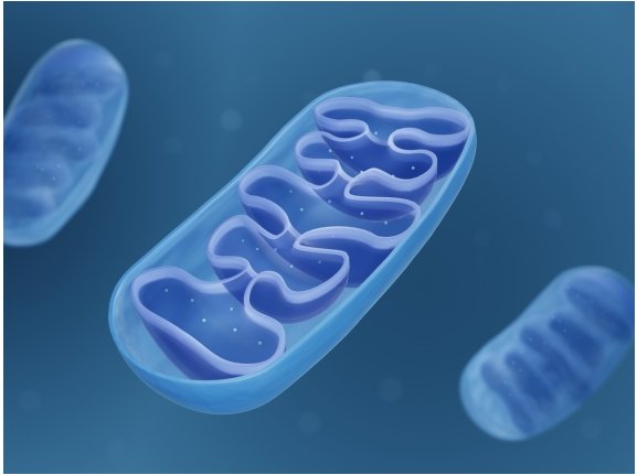 Mitocondri in una ricostruzione tridimensionale su fondo azzurro