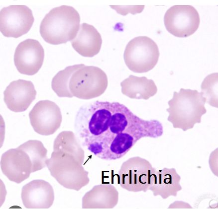 Anaplasma ed Ehrlichia in campo chiaro
