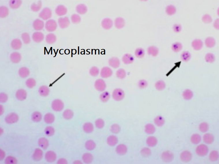 Mycoplasma in campo chiaro