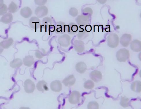 Tripanosoma fra gli eritrociti
