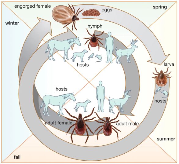 Ciclo vitale della zecca Ixodes: larva, ninfa e adulto sugli ospiti animali e sull’uomo