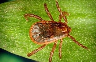 Zecca del genere Ixodes su una foglia